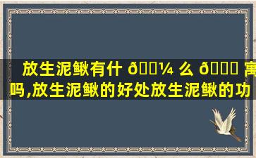 放生泥鳅有什 🌼 么 🍀 寓意吗,放生泥鳅的好处放生泥鳅的功德